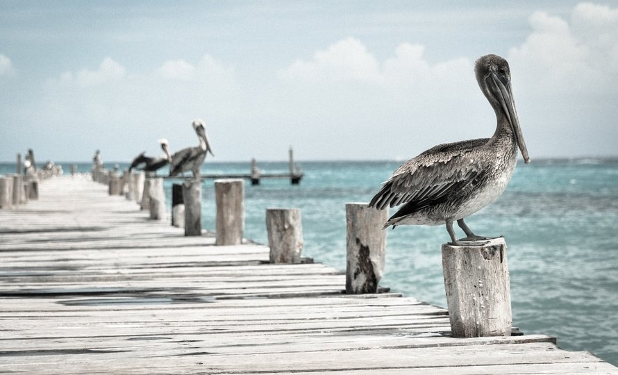 wood-jetty-landing-stage-sea-large