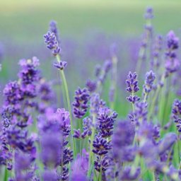 7 usos de la lavanda que no conocías