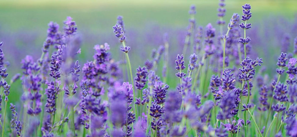 7 usos de la lavanda que no conocías
