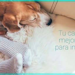 ¡Viste tu casa de invierno!