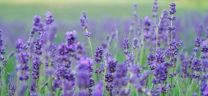 7 usos de la lavanda que no conocías